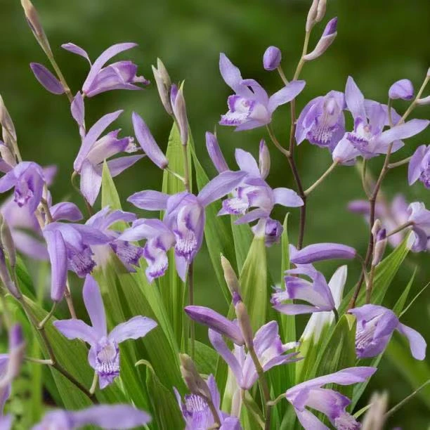 进口新品 ：白芨 多年生耐阴宿根花园植物