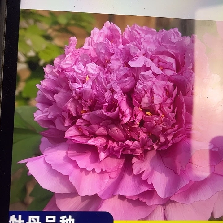 无花朵彩绘28.8牡丹