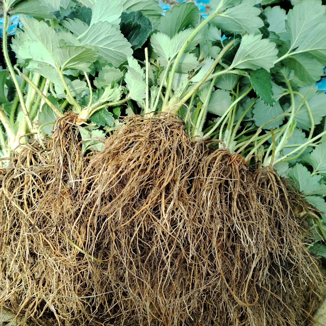 20 颗随机福利款 隋珠红颜混搭，每人限量一单