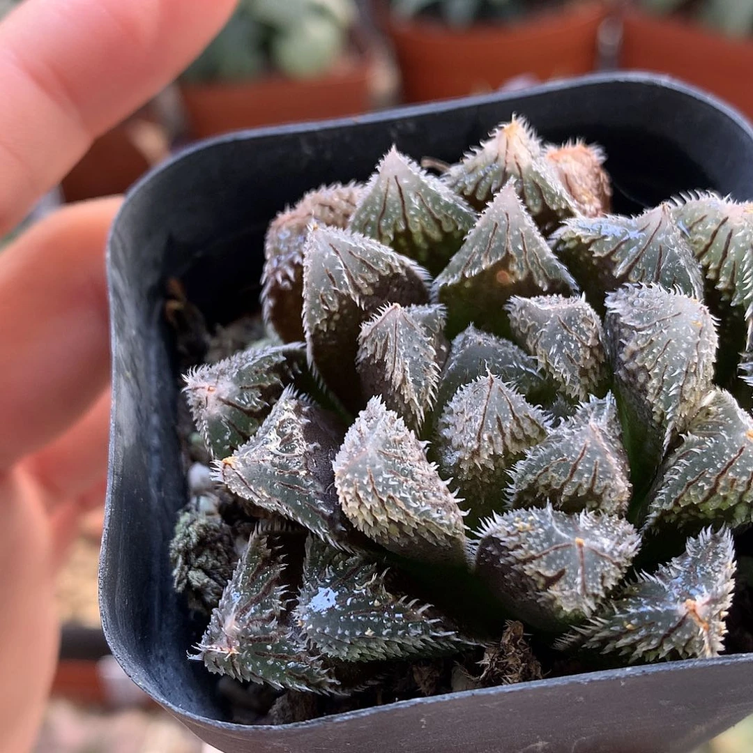 狼株带盆土发货wolo