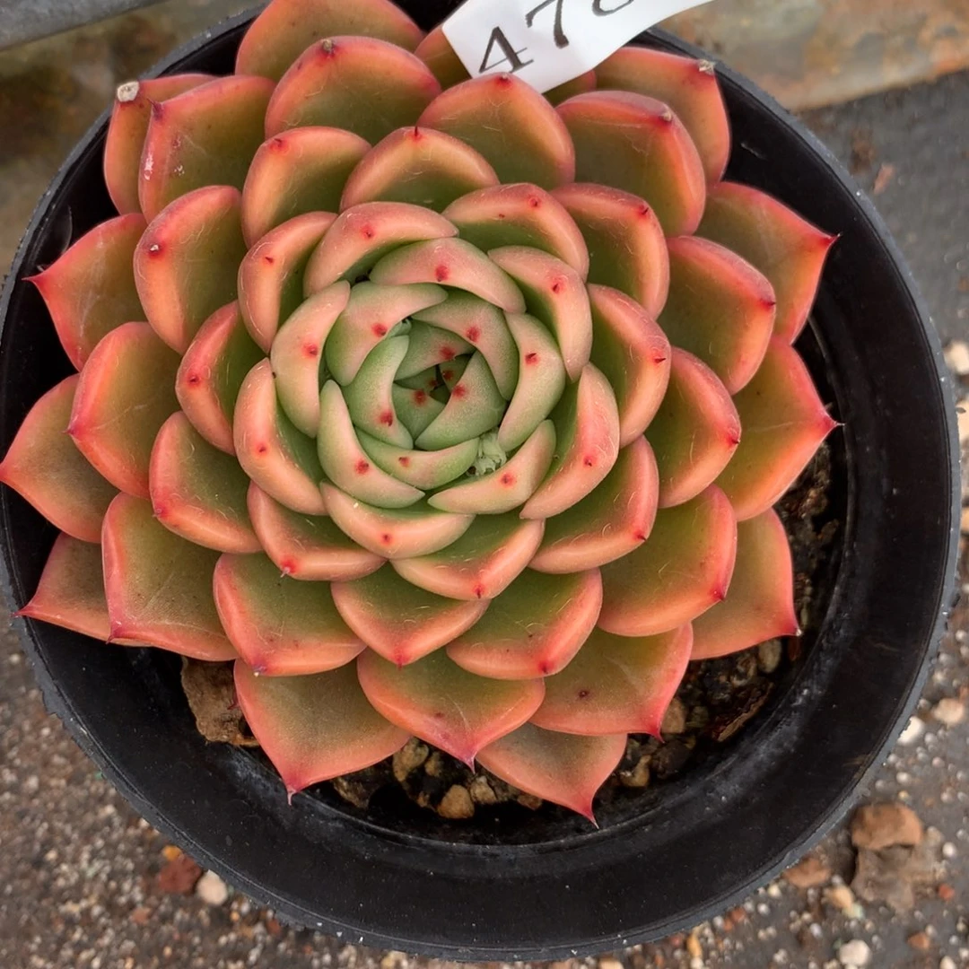 4781杂交多肉植物