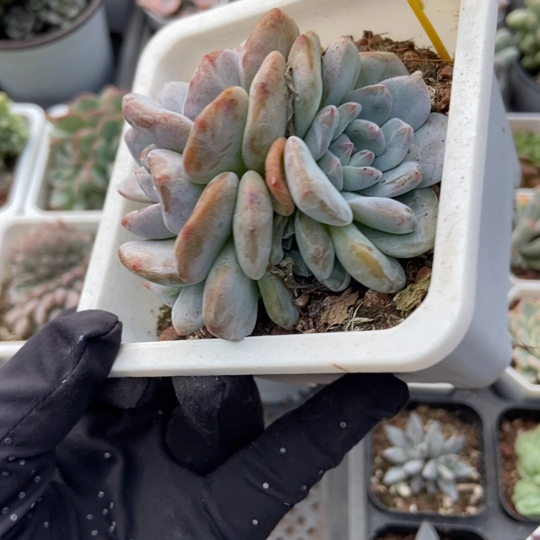 852石榴籽多肉植物