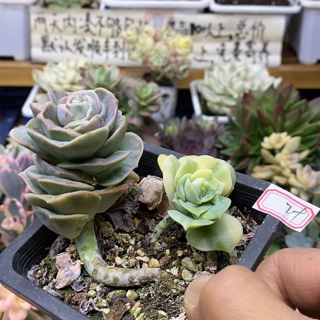 2379 可爱玫瑰锦 不售后