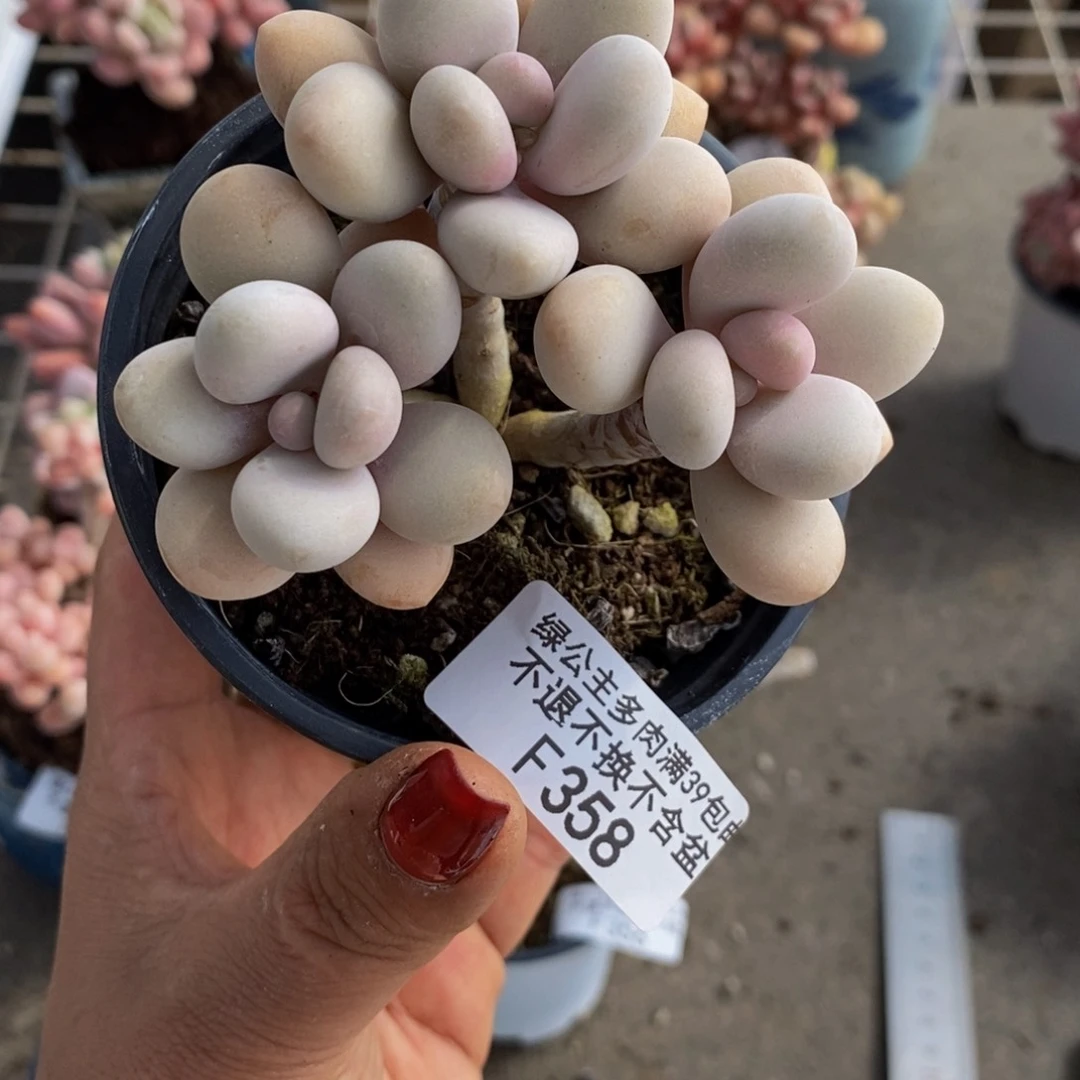 奶***?糖果桃蛋358/7c m