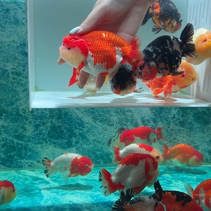 海水鱼小红帽红白