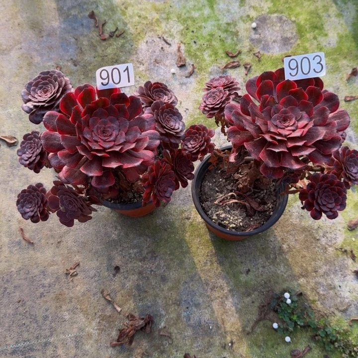 0000000000901903红金刚