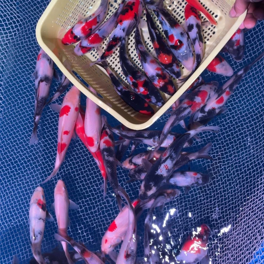 海水鱼超级怪兽血统锦鲤