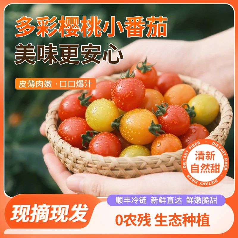 丝绒樱桃小番茄爆汁小番茄酸甜均衡多汁香甜多色自然熟水果番茄