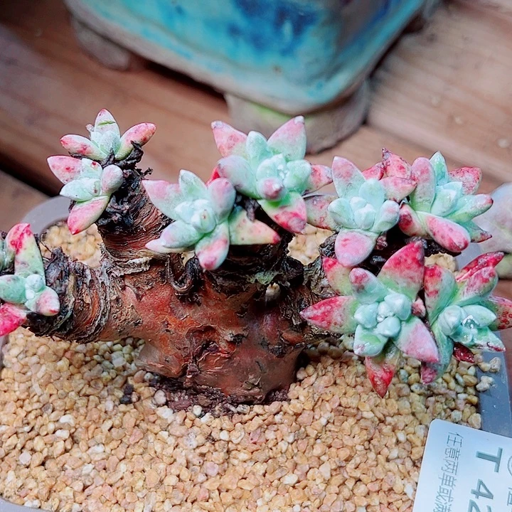 4220白姆仙女杯多肉