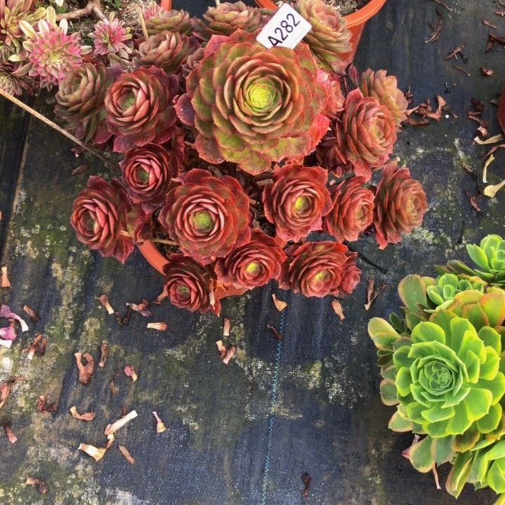 落桃多肉2820000000