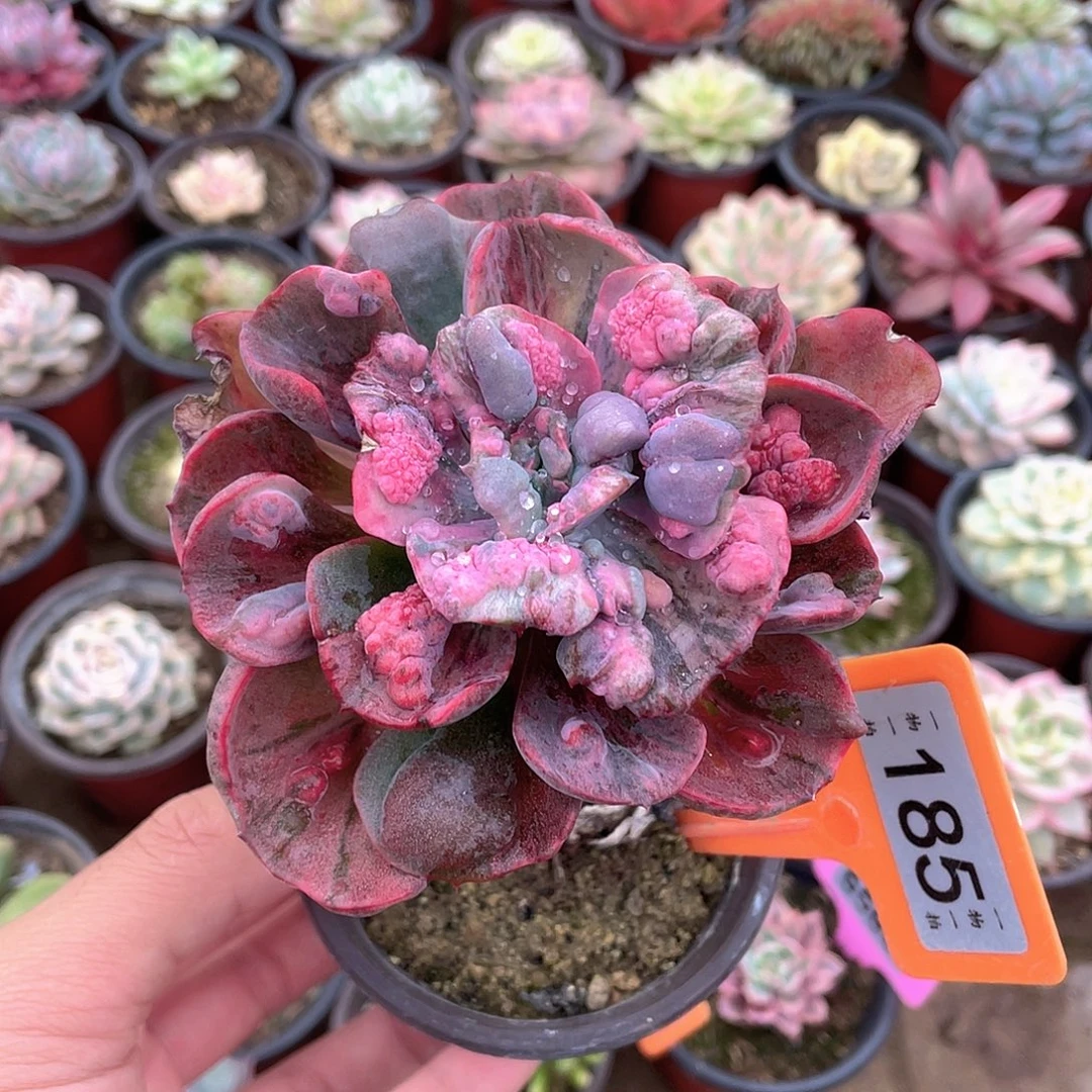 雨滴锦185号多肉植物