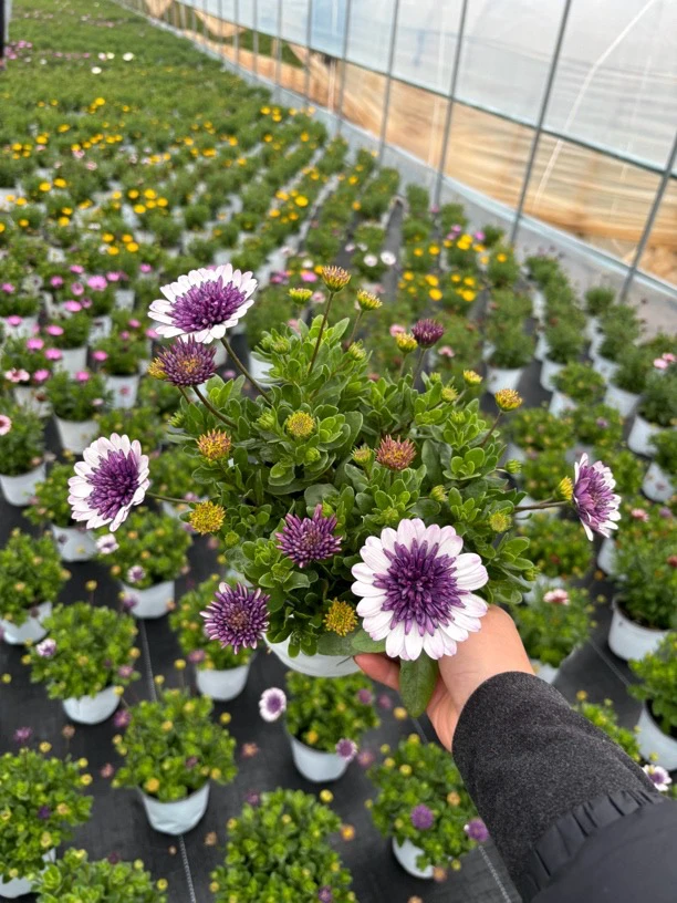 【南非菊盆栽】易养护