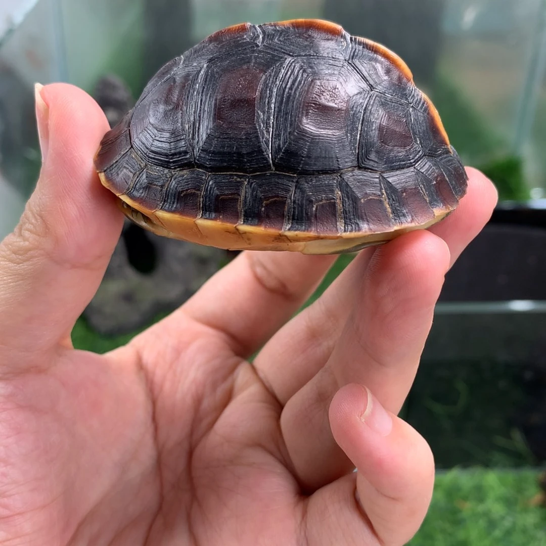 不分公母宠物龟皖南安缘小高背