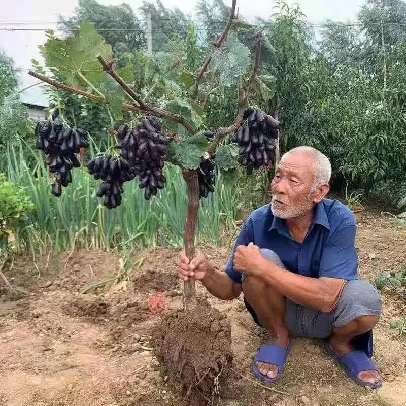 蓝宝石葡萄苗葡萄树美人指红提爬藤果树苗带土盆栽地栽葡萄树苗