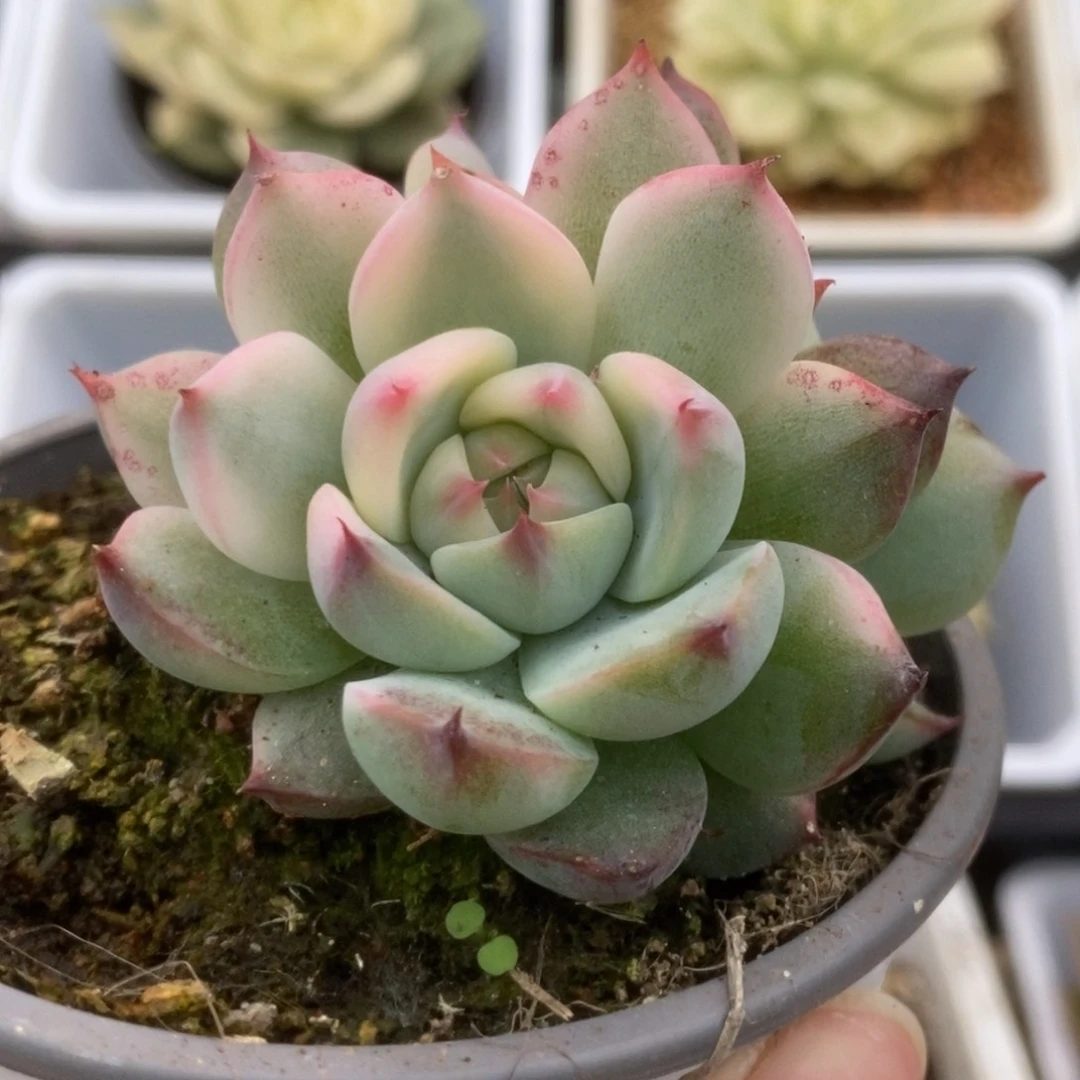323锦锦锦锦锦锦锦锦锦