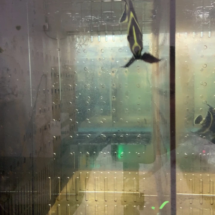 海水鱼轻微菜花8+法仙