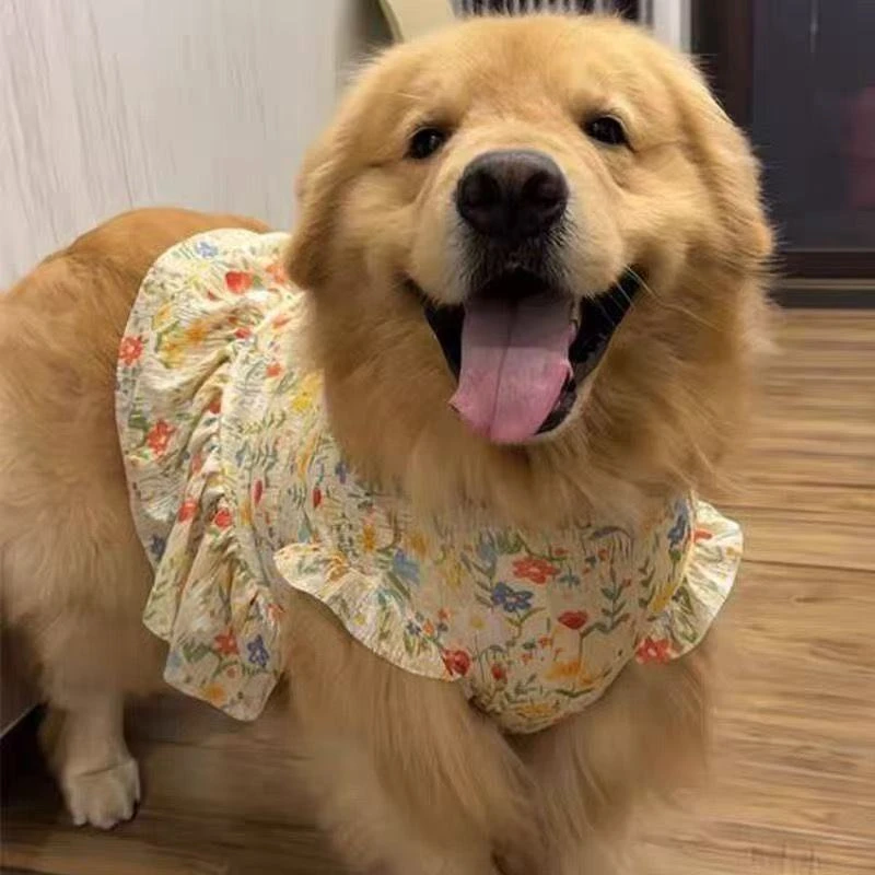 金毛萨摩耶萨摩大狗狗衣服大型犬公主裙夏季薄款宠物夏装边牧裙子