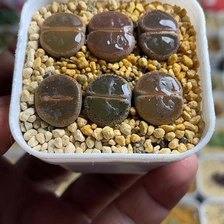 佳人园艺多肉生石花和田玉399