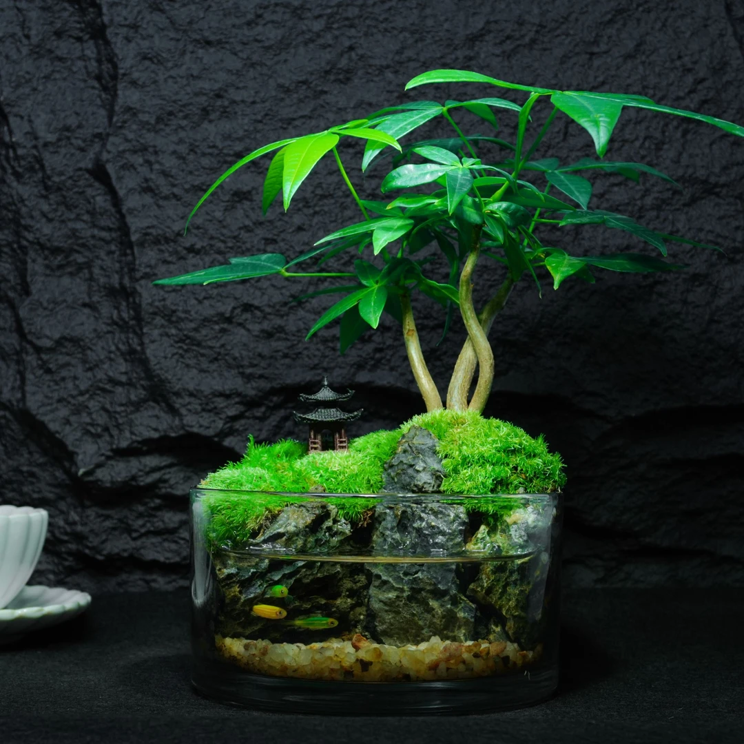 【八方来财】发财树绿植盆栽室内桌面微景观可养鱼新年招财植物成品