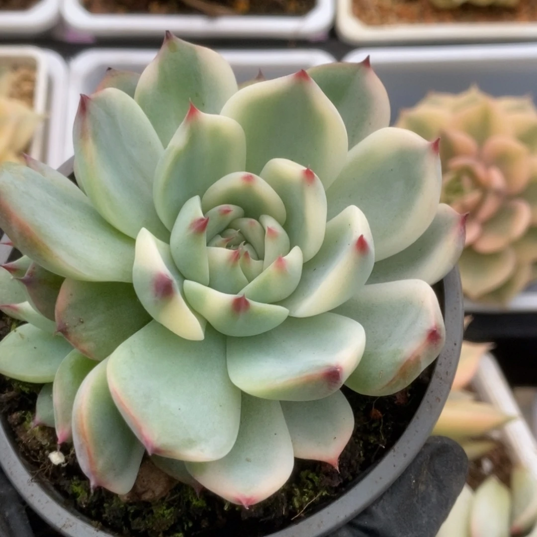 026锦锦锦锦锦锦锦锦