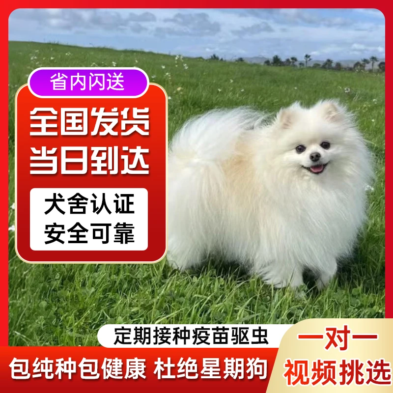 比熊活体宠物狗狗 岫流