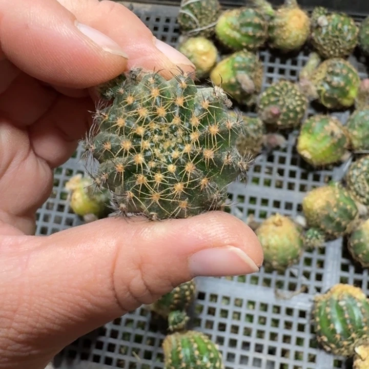371丽99歪无根侧牙3公分左右，20包邮
