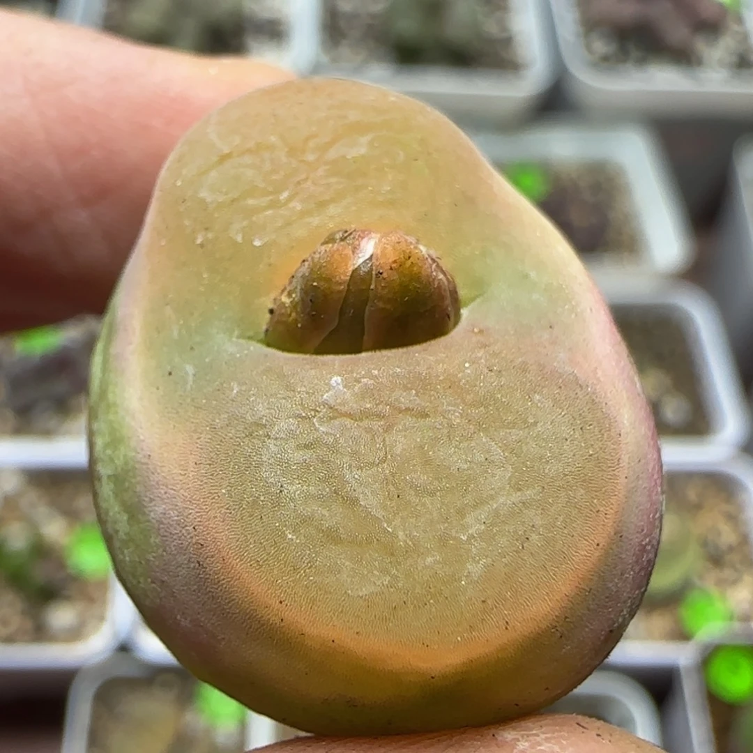 2.4+漂亮多肉植物17