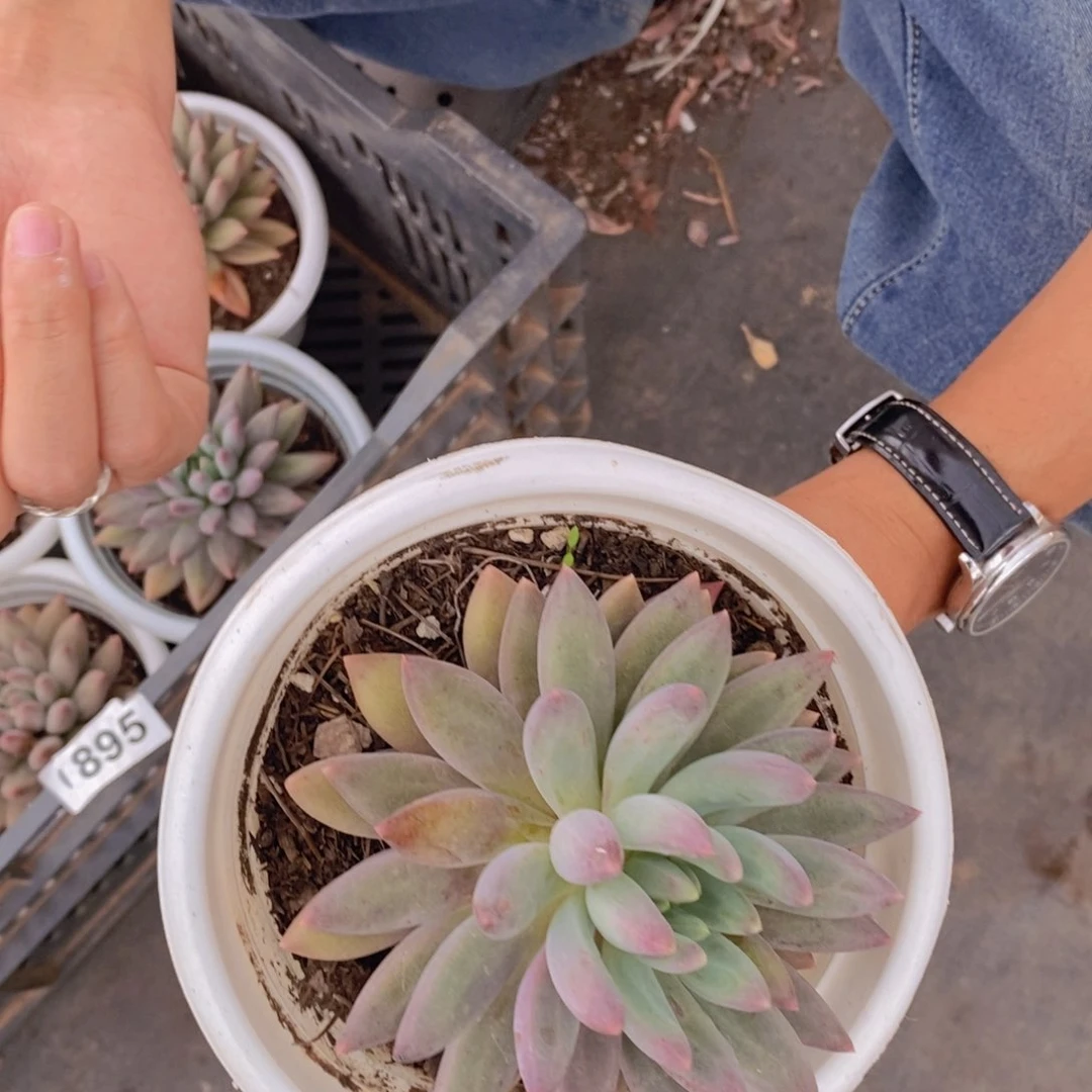 大单头虞美人一盆