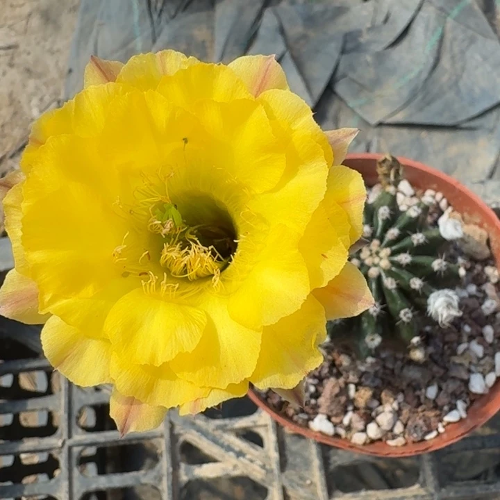 282彩草根掰花脱土发货斑，20包邮