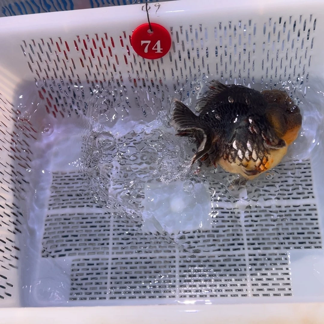 吴***忧海水鱼你好意思不想见人