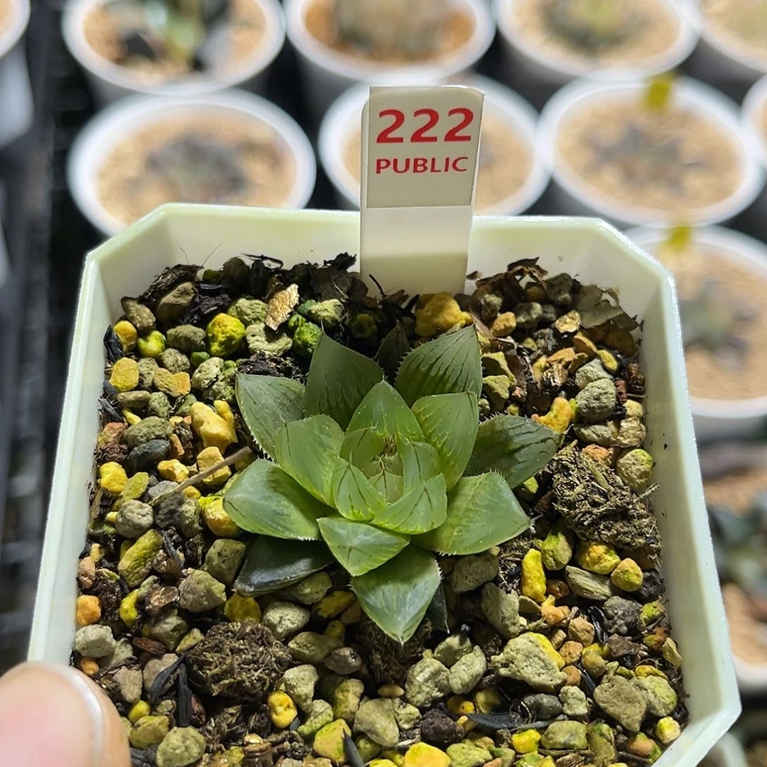 自***哥222白莲福利福利福利福利