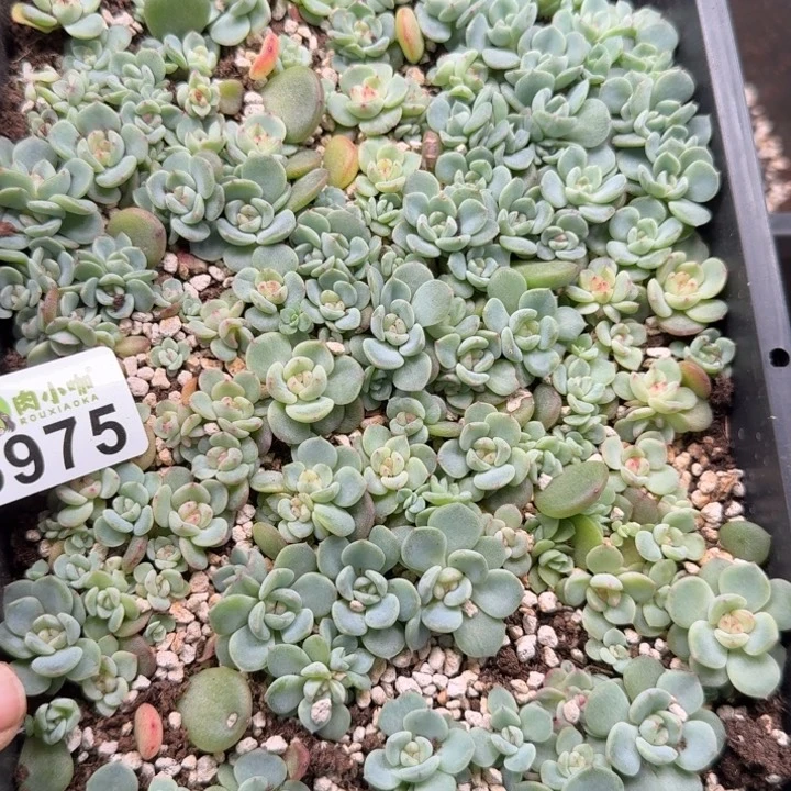 爱****多肉植物多肉植物