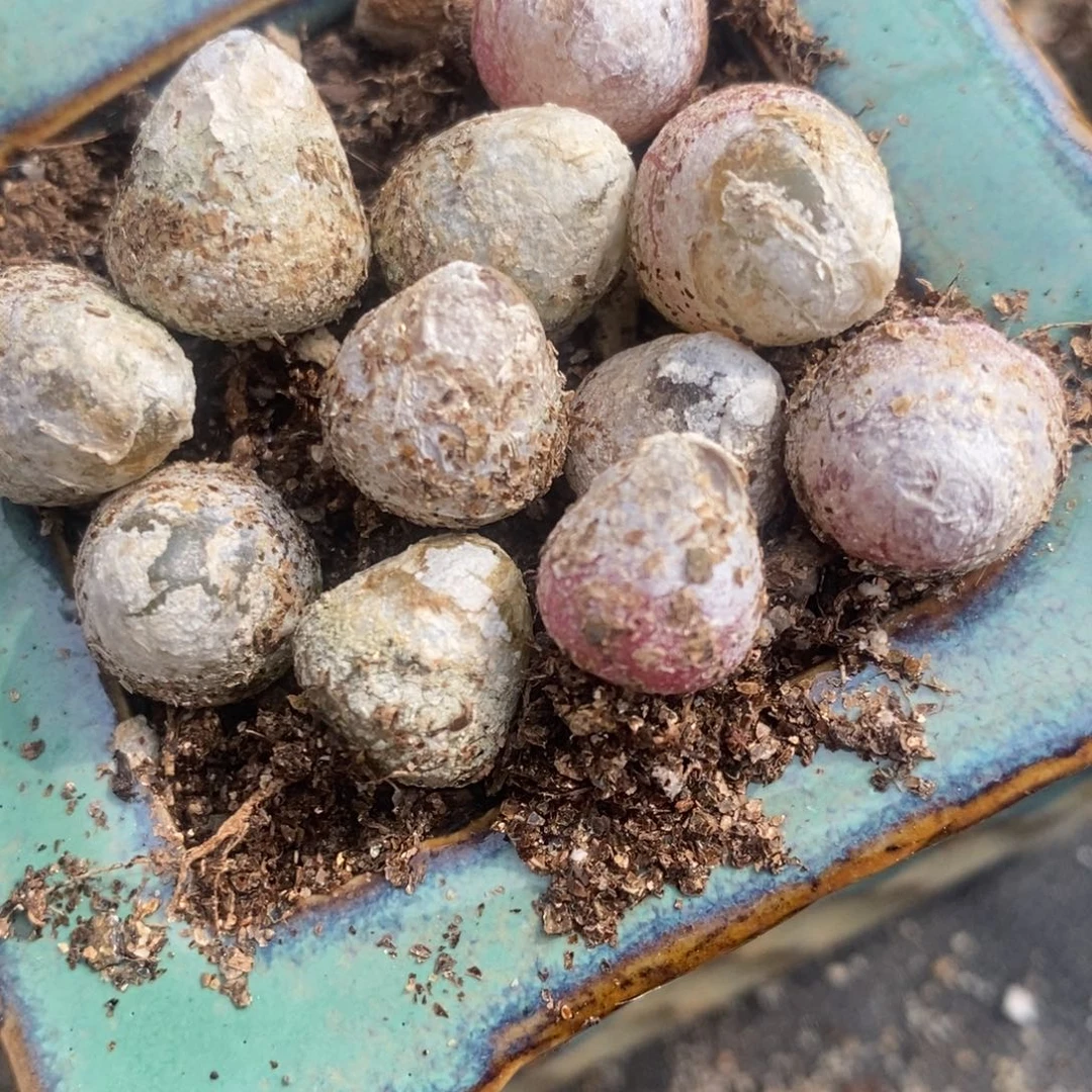 1厘米以上灯泡一颗。