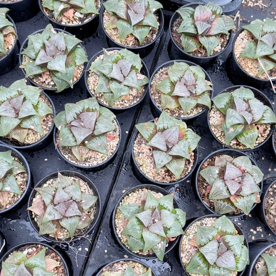 瑕疵媚凤多肉植物一颗