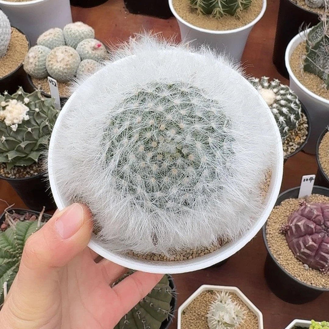 敲***酱无刺丽光殿仙人球123