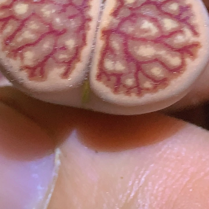 48969686586566566596556