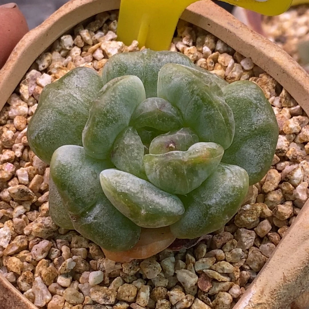 138老桩白恋变异拉丝带锦