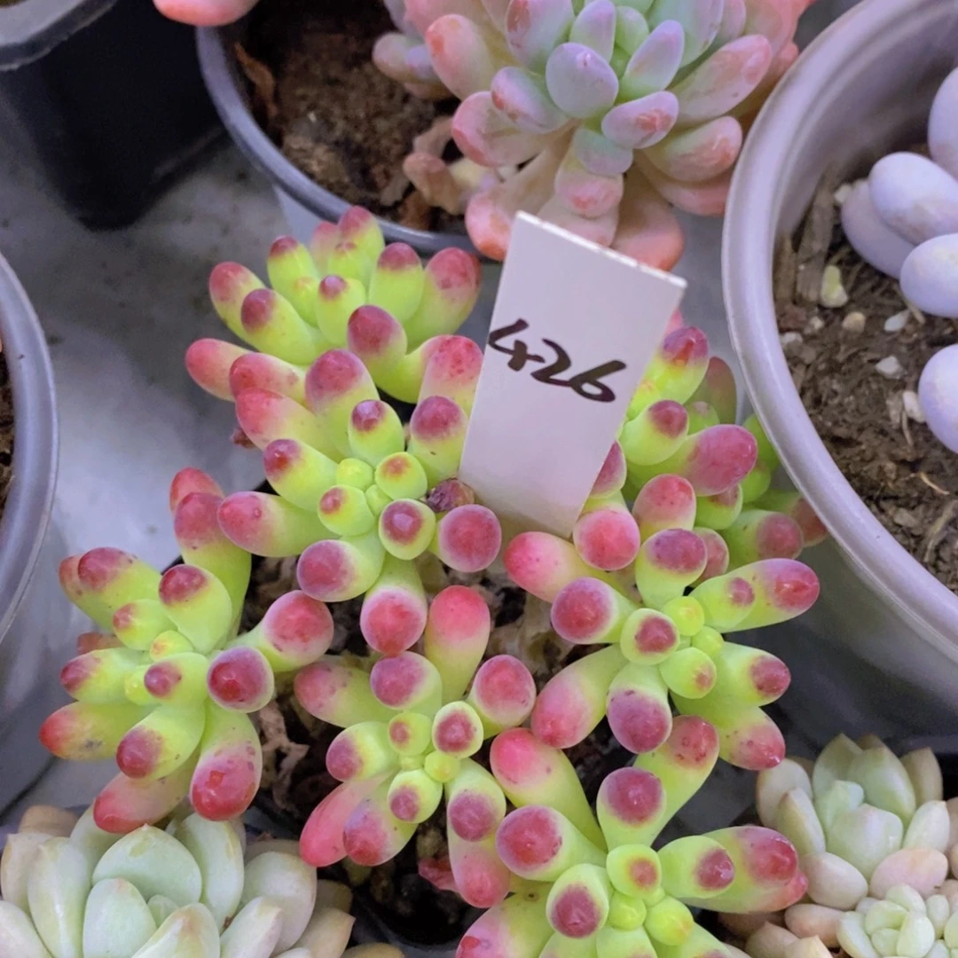 多肉植物，满5宋1了