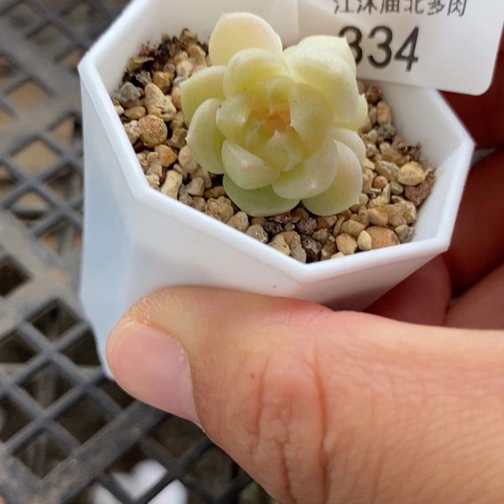 标334现金财富一个量拍