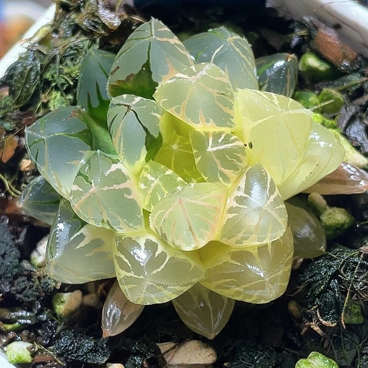 538糊斑水晶实生锦特选福利