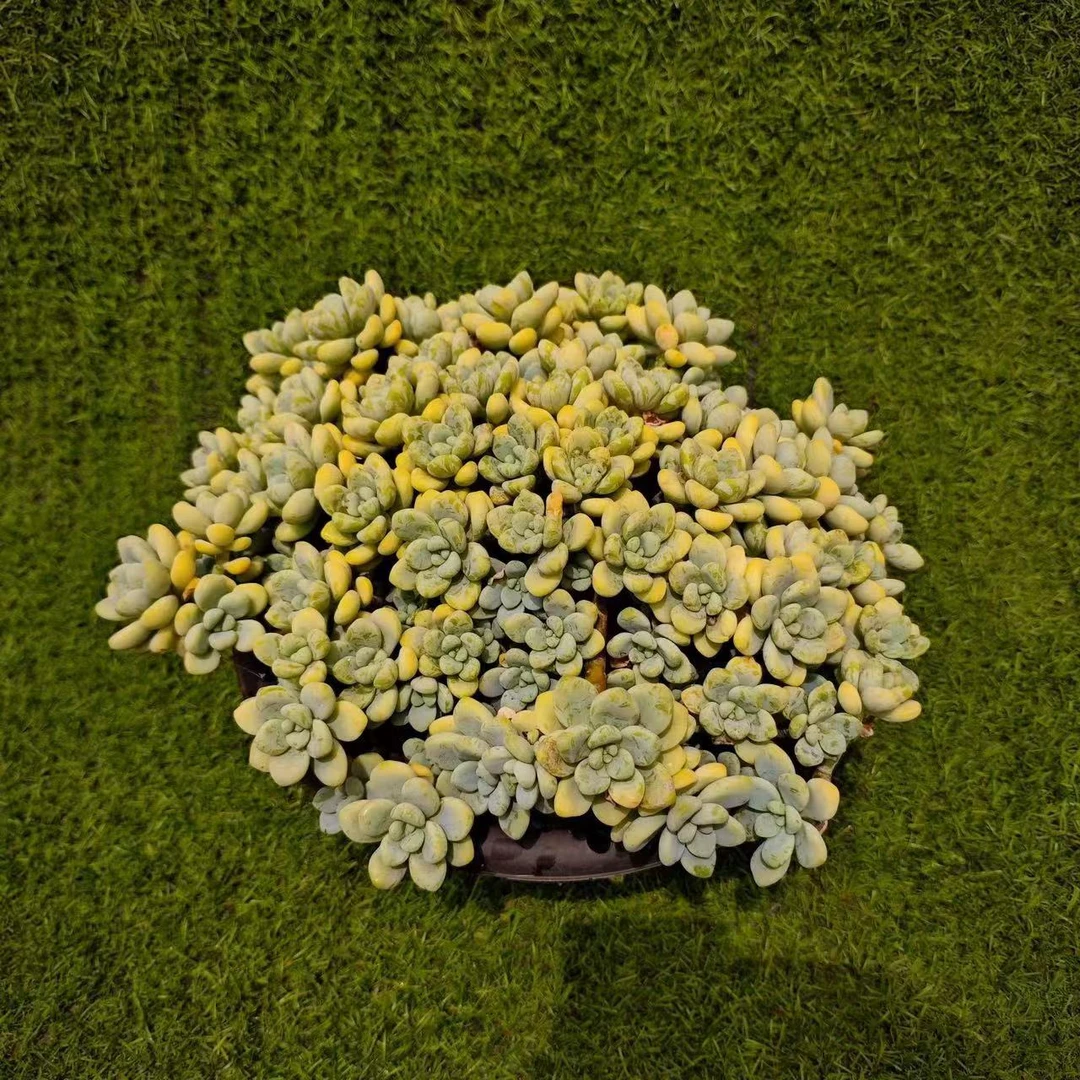 大盆劳尔  新手必拍 好看好养 多肉植物云南昆明发货精品多肉