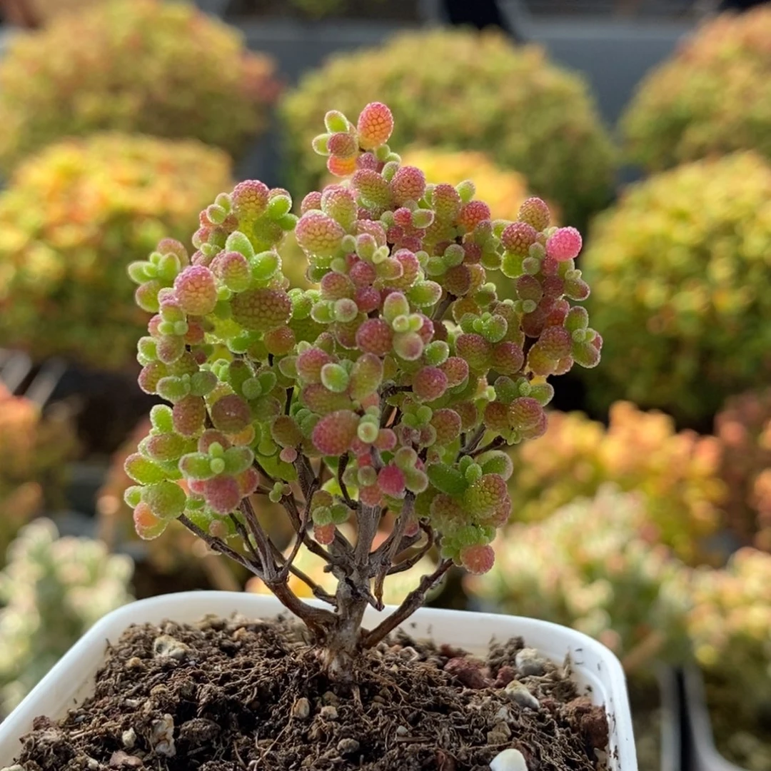 蜜橘糖球1245枝干番杏