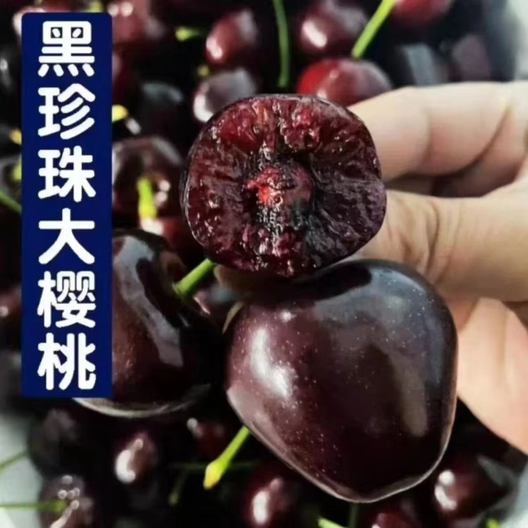 【现摘现发 坏果包赔】四川汉源套袋黑珍珠车厘子大樱桃冷链空运