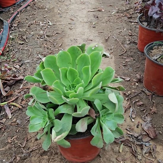 香炉盘加急发货12