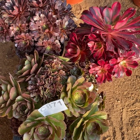 871三颗法师断枝不包