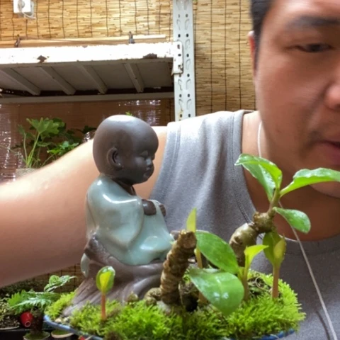 红陶一物一拍所见即所得67
