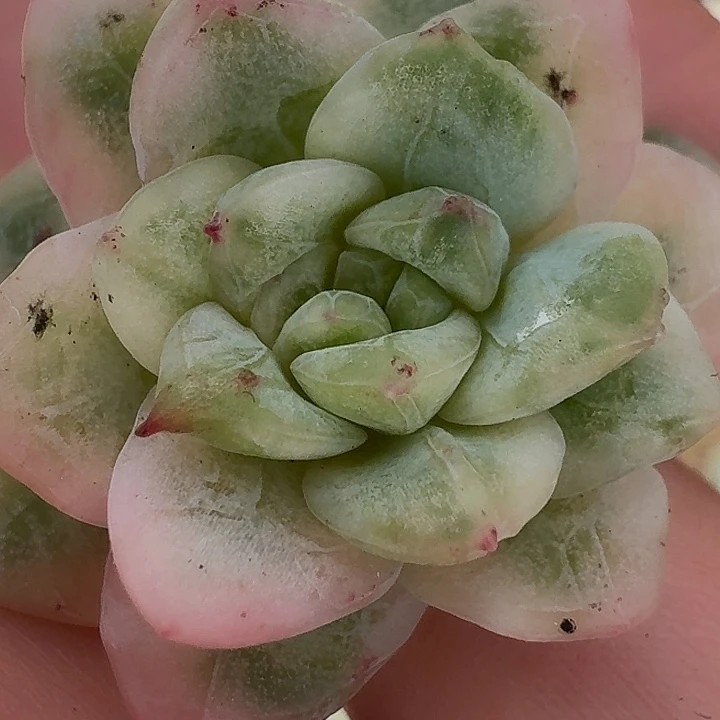 冰月亮锦一物一拍