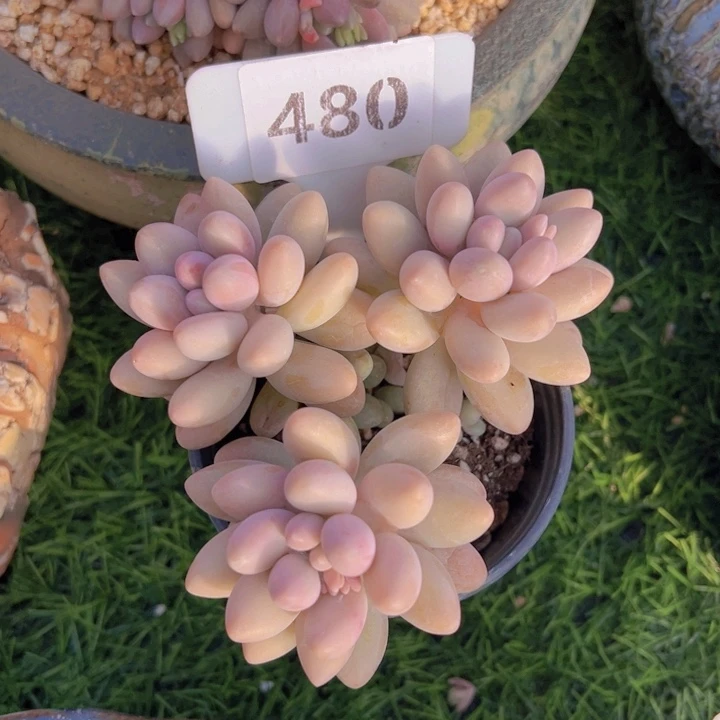 健健康康平平安安