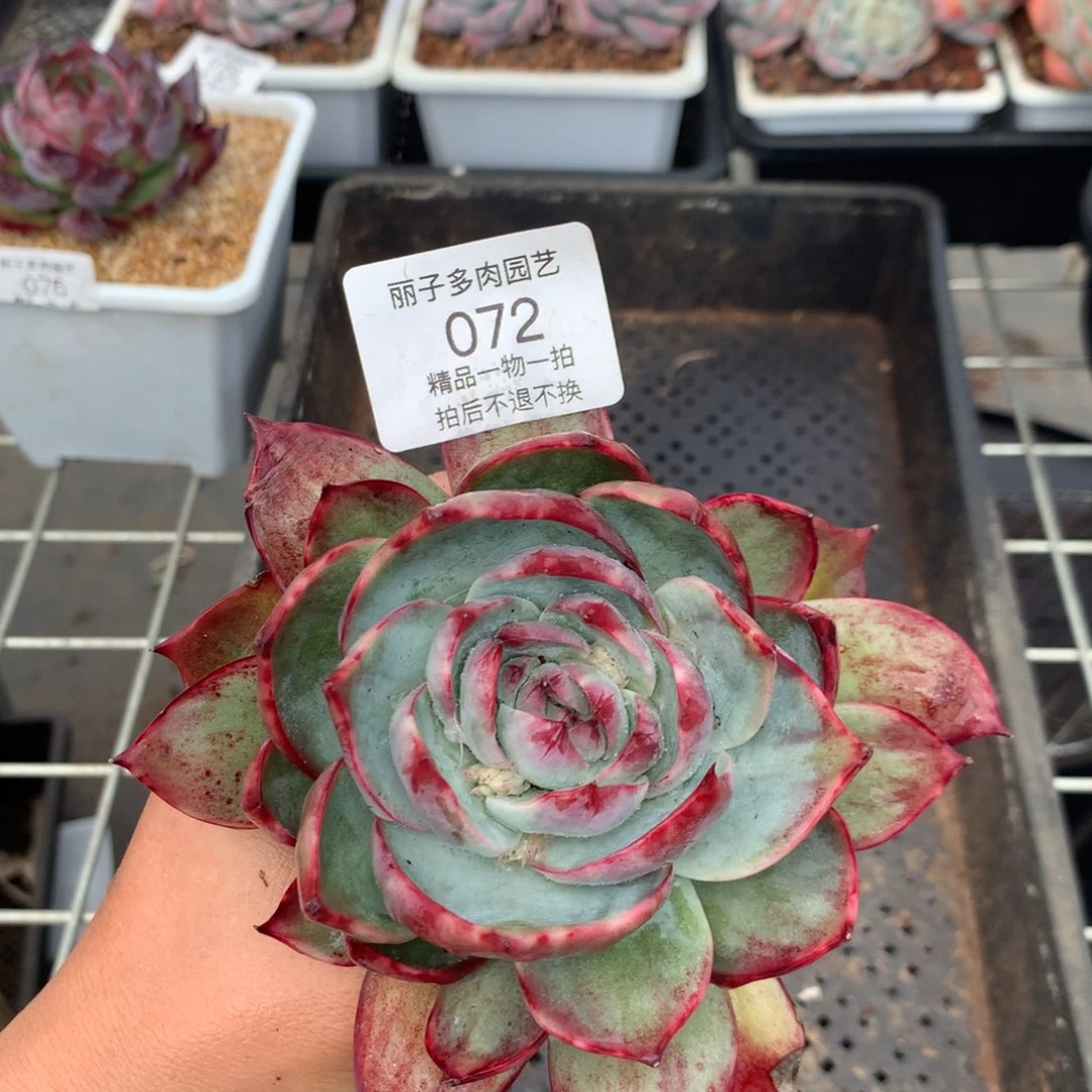 072惊鸿，花脸宽叶拉丝外翻。尺寸12。多肉植物