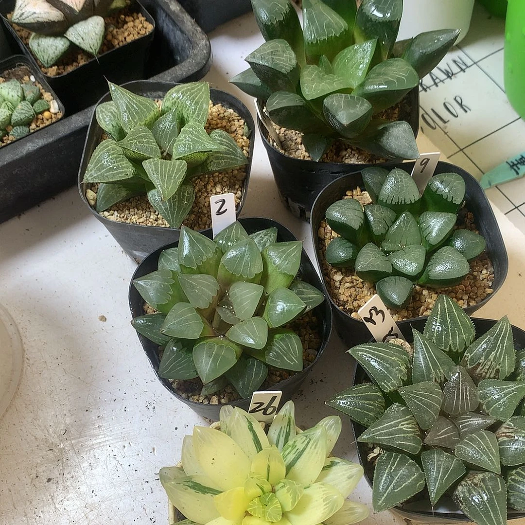 实生寿花火玉露锦daipennuljj